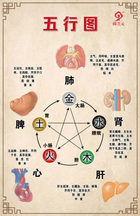 五行 胃|五脏六腑对应的五行